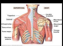 As one of the four muscles of the rotator cuff, the main function is to externally rotate the humerus and stabilize the shoulder joint. Scapular Muscle Anatomy Scapula Anatomy Muscles Gomy32bit Human Muscle Anatomy Shoulder Muscle Anatomy Shoulder Anatomy