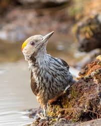 Black And White Spotted Bird Pin On Free As A Bird