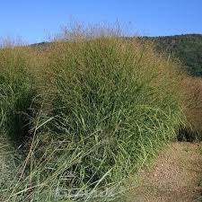 Jetzt rutenhirse 'cheyenne sky'® kaufen im onlineshop von dehner sehr dekoratives ziergras zierliche blütenrispen ab sommer intensiv rotviolette herbstfärbung frostfest und pflegeleicht. Rutenhirse Strictum Panicum Virgatum Strictum
