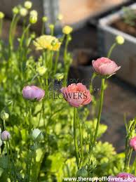 Image result for Ranunculus raeae