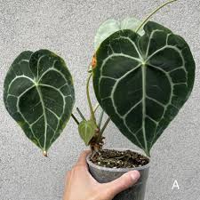 We did not find results for: Anthuriums For Sale Peace Love Happiness Club Peace Love Happiness Club