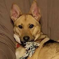 Maybe you would like to learn more about one of these? Pin On Adoptable Pets