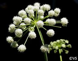 Image result for Glyphaea tomentosa