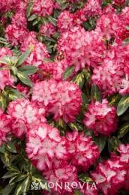 President Roosevelt Rhododendron Monrovia President Roosevelt Rhododendron Early Spring Flowers Monrovia Plants Showy Flowers