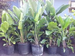 Maybe you would like to learn more about one of these? Jlls Plantant Com