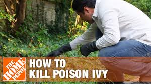 Ivy is a commonly grown vine, often used to accent fences and brick walls. How To Get Rid Of Poison Ivy Plants The Home Depot