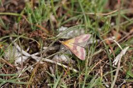 Image result for Pyrausta sanguinalis