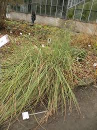 Image result for Cladium mariscus