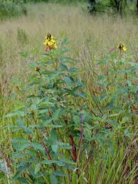 Image result for Crotalaria micans