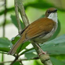 Image result for Faurea wentzeliana