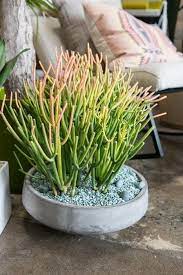 You to subscribe for regular updates and take a look at my other cacti and succulent and nature videos to see my weird and wacky cacti and other succulent plants up close and personal. The Pencil Cactus The New It Plant Design Lovin