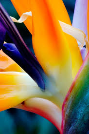 Bird Of Paradise Meaning In Hindi Bird Of Paradise Close Up Birds Of Paradise Flower Flower Painting Paradise Flowers