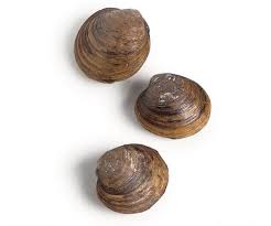 How to steam hard shell clams. Which Clam Is Which Article Finecooking