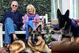 The bidens adopted major from the delaware humane association in 2018, a. Biden S Dogs Booted From White House Animal Lovers Paws Itively Mad