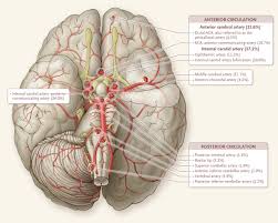 Image result for Posterior Circulation