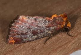 Image result for Nesogordonia holtzii