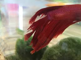 Fin Rot Or Tail Biting My Aquarium Club