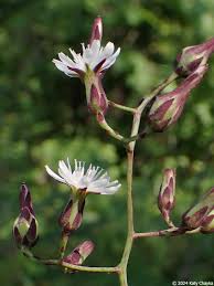 Image result for Lactuca ugandensis
