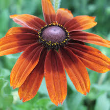 Image result for Rudbeckia
