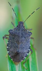 Image result for Canthium bugoyense