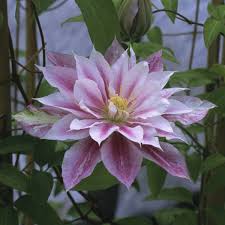 Many have claimed clematis 'andromeda' is an improvement on clematis 'nelly moser'!!! Perennial Floral Plant Clematis Andromeda Walters Gardens Inc Pink White Mix Of Colors
