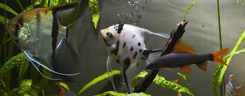 How To Introduce New Fish Into Your Aquarium Tank Hartz In 2020 Fish Pet Fish Aquarium