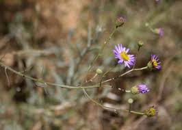 Image result for Erigeron steudelii
