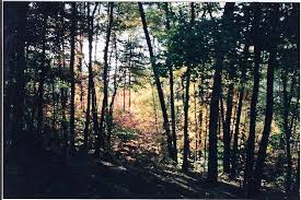 Some things i will share here include but not limited to metal detecting, gold prospecting, geocaching, woodworking, coin collecting, cryptocurrency, yard sales, camping, scuba diving etc. North Carolina Gold Prospecting Laws Panning For Gold National Forest Gold Prospecting