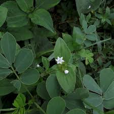 Image result for Richardia scabra