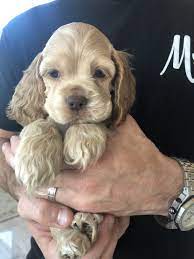 Maybe you would like to learn more about one of these? American Cocker Spaniel Puppies For Sale Little Elm Tx 314894