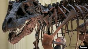 Famed T. rex 'Sue' Will Get New Look at Chicago's Field Museum
