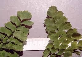 Image result for Pteridaceae