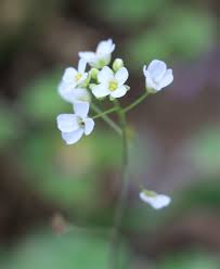 Image result for Capsella