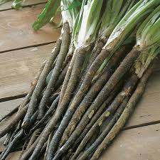 Comment Faire Pousser Des Scorsoneres A Partir De Graines Le Potager Scorsonere Graine Potager