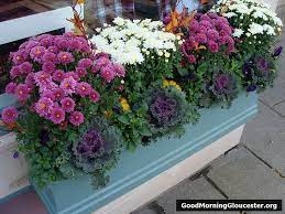 Check spelling or type a new query. Janice Lufkin Shea S Cormorant Shop Flower Boxes Fall Flower Boxes Window Box Flowers Fall Window Boxes