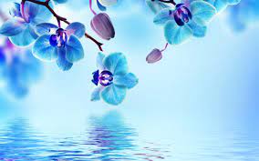 Check spelling or type a new query. 55 Light Blue Flower