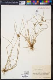 Image result for Cyperus hemisphaericus
