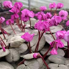 Maybe you would like to learn more about one of these? Hardy Cyclamen Coum Silver Leaf Pink Garden Plants