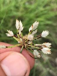 Image result for Cyperus niveus