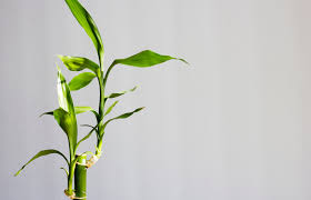 Aquí encontrarás 16 ejemplos para decorar tu casa con este tipo de planta tropical. Simbolismo Del Bambu De La Suerte Lovetoknow