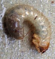 While these white grubs tend to attack lawns, they have been found in gardens as well. What To Do About Grubs In Vegetable Garden And Potted Tree Gardening Landscaping Stack Exchange