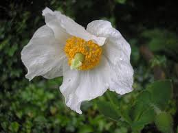 Image result for Meconopsis betonicifolia alba