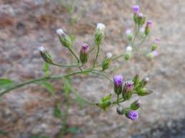 Image result for Vernonia cinerea