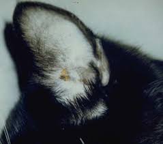 Image result for Trombicula autumnalis