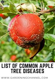 Cedar apple rust occurs when apple trees are grown in proximity to eastern red cedar and other junipers. Common Diseases Of Apple Trees Gardening Channel Apple Tree Apple Tree Gardening Growing Apple Trees