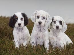 Ofa certified englsh setters english setter stud dog, breeding english setters english setter puppies for sale. 100 Animals That I Love Ideas English Setter English Setter Puppies English Setter Dogs