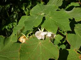 Image result for Dombeya burgessiae