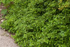 Green mound alpine currant will grow to be about 3 feet tall at maturity, with a spread of 24 inches. Alpine Currant Green Mound Malmborgs