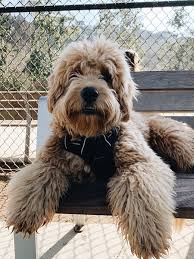 Here at rainbows end puppies, we specialize in goldendoodles in all colors and exotic patterns, such as parti, abstract, sable and phantom. Mini English Goldendoodle Pupppies Idaho California Washington