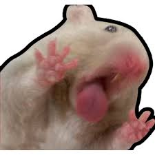 1,275 transparent png illustrations and cipart matching hamster. Sticker Maker Hamsters Memes